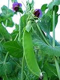 Swiss Giant Snow Pea Seeds- 20+ Seeds by Ohio Heirloom Seeds Photo, bestseller 2024-2023 new, best price $4.39 review