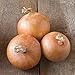 Photo David's Garden Seeds Onion Intermediate-Day Candy 2993 (Yellow) 200 Non-GMO, Hybrid Seeds new bestseller 2024-2023