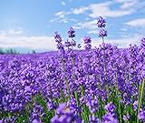 French Provence Lavender,Very Fragrant Bees Lavender,Perennial winterhardy Perennial 10000 Seeds Photo, bestseller 2024-2023 new, best price $10.65 ($0.00 / Count) review