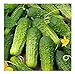 Photo David's Garden Seeds Cucumber Pickling Boston 3399 (Green) 50 Non-GMO, Heirloom Seeds new bestseller 2024-2023