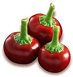 Hot Chili Pfeffer Cherry Rot - Pepper - 20 Samen Foto, Bestseller 2024-2023 neu, bester Preis 1,60 € Rezension