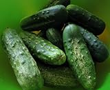 100+ Cucumber Seeds- Boston Pickling Heirloom Photo, bestseller 2024-2023 new, best price $3.99 review