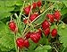 Photo NIKA SEEDS - Fruit Alpine Giant Strawberry Regina Red - 100 Seeds new bestseller 2024-2023