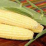 Bodacious R/M Hybrid Corn Garden Seeds (Treated) - 1 Lb ~2,031 Seeds - Non-GMO, SE (Sugary Enhanced) Vegetable Gardening Seeds Photo, bestseller 2024-2023 new, best price $38.59 ($2.41 / Ounce) review