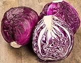 NIKA SEEDS - Vegetable Cabbage Purple - 150 Seeds Photo, bestseller 2024-2023 new, best price $6.95 ($0.05 / Count) review