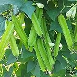 MOCCUROD 15pcs Winged Pea Seeds Four Angled Bean Dragon Bean Seeds Photo, bestseller 2024-2023 new, best price $7.99 ($0.53 / Count) review