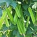 Photo MOCCUROD 15pcs Winged Pea Seeds Four Angled Bean Dragon Bean Seeds new bestseller 2024-2023