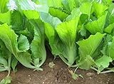 500 Indian Mustard Greens (GAI Choy, GAI Choi) Cabbage Seeds Photo, bestseller 2024-2023 new, best price $7.99 ($0.02 / Count) review
