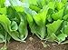Photo 500 Indian Mustard Greens (GAI Choy, GAI Choi) Cabbage Seeds new bestseller 2024-2023