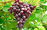 1 Ruby Red Seedless Live Grape Plant - 1-2 Year Old - Pruned & Ready for Planting Photo, bestseller 2024-2023 new, best price $15.95 review