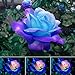 Photo 50 Pcs/Sac Graines De Rose Viable Naturel Mini Graines De Rose Bleu Ornementales Pour Jardin Graines De Plantes De Jardin Graines de rose bleu rose nouveau best-seller 2024-2023