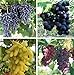 Photo Natural Fruit Seeds Multi-Varieties Grape Seedsfruit Seeds 30Pcs new bestseller 2024-2023