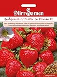 Großfrüchtige Erdbeeren Florian F1 Foto, Bestseller 2024-2023 neu, bester Preis 3,99 € Rezension