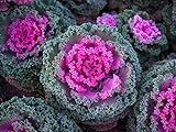 SeedsUP - 70+ Flowering Kale Ornamental Cabbage Fringed - Vegetable Mix Photo, bestseller 2024-2023 new, best price $6.93 ($0.10 / Count) review