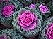 Photo SeedsUP - 70+ Flowering Kale Ornamental Cabbage Fringed - Vegetable Mix new bestseller 2024-2023