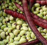 David's Garden Seeds Southern Pea (Cowpea) Pinkeye Top Pick 9786 (Purple) 100 Non-GMO, Open Pollinated Seeds Photo, bestseller 2024-2023 new, best price $4.45 review