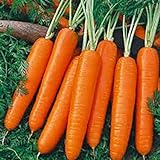 1 Oz Seeds (Approx 20000 Seeds) of Scarlet Nantes Carrot, Daucus carota VAR. sativus, Early Coreless Photo, bestseller 2024-2023 new, best price $19.95 review