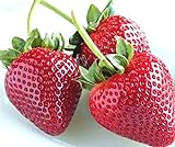 zellajake Fresh Delicious Strawberries 400+ Seeds (Fragaria x ananassa) Photo, bestseller 2024-2023 new, best price $7.99 review
