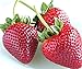 Photo zellajake Fresh Delicious Strawberries 400+ Seeds (Fragaria x ananassa) new bestseller 2024-2023
