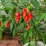Ghost Pepper Seeds for Planting, Bhut Jolokia, 25 Seeds, by TKE Farms & Gardens, Instructions Included Photo, bestseller 2024-2023 new, best price $3.99 ($0.16 / Count) review