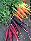 Rainbow Blend Carrot Seeds, 500+ Heirloom Seeds, (Isla's Garden Seeds), 85% Germination Rate, Non GMO Seeds, Botanical Name: Daucus carota Photo, bestseller 2024-2023 new, best price $6.75 ($0.01 / Count) review