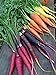 Photo Rainbow Blend Carrot Seeds, 500+ Heirloom Seeds, (Isla's Garden Seeds), 85% Germination Rate, Non GMO Seeds, Botanical Name: Daucus carota new bestseller 2024-2023