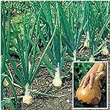 Kelsae Sweet Giant Onions (Guinness Record) Seeds Photo, bestseller 2024-2023 new, best price $4.69 review