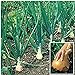 Photo Kelsae Sweet Giant Onions (Guinness Record) Seeds new bestseller 2024-2023