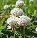 Photo SeedRanch White Dutch Clover Seed: Nitro-Coated & Inoculated - 10 Lbs. new bestseller 2024-2023