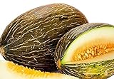 50 Piel de Sapo Melon Seeds | Non-GMO | Heirloom | Fresh Garden Seeds Photo, bestseller 2024-2023 new, best price $6.95 review