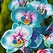 Foto TOYHEART 100 Stück Premium-Blumensamen, Phalaenopsis-Samen Aromatische Cymbidium-Pflanzen Mehrjährige Orchideen-Blumensämlinge Für Das Amt Blau neu Bestseller 2024-2023