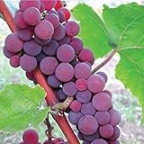 HeirloomSupplySuccess TM 25 Catawba Grape Seeds Photo, bestseller 2024-2023 new, best price $7.99 review