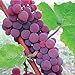 Photo HeirloomSupplySuccess TM 25 Catawba Grape Seeds new bestseller 2024-2023