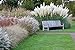 Photo Giant White Pampas Grass Seeds - 100 Seeds - Ornamental Grass for Landscaping or Decoration - Made in USA new bestseller 2024-2023