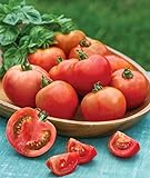 Burpee Early Girl Tomato Seeds 50 seeds Photo, bestseller 2024-2023 new, best price $7.37 ($0.15 / Count) review