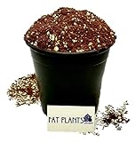 Fat Plants San Diego Premium Cacti and Succulent Soil with Nutrients Photo, bestseller 2024-2023 new, best price $22.99 review