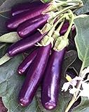 Eggplant , Long Purple Eggplant Seeds, Heirloom, Non GMO, 25 Seeds, Garden Seed, Long Purple, Heirloom, Non GMO, 25+Seeds, Garden Seed Photo, bestseller 2024-2023 new, best price $1.99 ($0.08 / Count) review