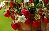KIRA SEEDS - Alpine Strawberry Regina - Everbearing Fruits for Planting - GMO Free Photo, bestseller 2024-2023 new, best price $6.96 ($0.07 / Count) review