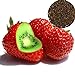 Foto FeiyanfyQ 500Pcs Seltene Erdbeer-Kiwi-Samen Süße Frucht Yard Bonsai Garten Balkonpflanze - Kiwi-Erdbeer-Samen neu Bestseller 2024-2023