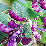 Outsidepride Purple Hyacinth Bean Red Leaved Plant Vine Seed - 100 Seeds Photo, bestseller 2024-2023 new, best price $6.49 ($0.06 / Count) review