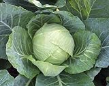 1,000+ Cabbage Seeds- Copenhagen Market by Ohio Heirloom Seeds Photo, bestseller 2024-2023 new, best price $4.19 review