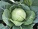 Photo 1,000+ Cabbage Seeds- Copenhagen Market by Ohio Heirloom Seeds new bestseller 2024-2023