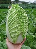Seeds Peking Napa Cabbage Heirloom Vegetable for Planting Non GMO Photo, bestseller 2024-2023 new, best price $8.99 review
