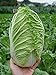 Photo Seeds Peking Napa Cabbage Heirloom Vegetable for Planting Non GMO new bestseller 2024-2023