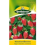 Erdbeeren, Monatserdbeeren Rügen, Fragaria vesca, ca. 100 Samen Foto, Bestseller 2024-2023 neu, bester Preis 2,49 € Rezension