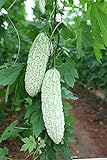 MOCCUROD 15pcs White Pearl Bitter Melon Seeds Rare Vegetable Bitter Gourd Calabash Photo, bestseller 2024-2023 new, best price $7.99 ($0.53 / Count) review
