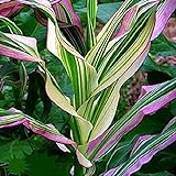Candy Striped Corn Seeds for Planting (10 Rare Seeds) - Corn with Rainbow Colors Photo, bestseller 2024-2023 new, best price $7.96 ($0.80 / Count) review