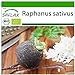 Foto SAFLAX - Ecológico - Rábano - Español Negro - 100 semillas - Con sustrato estéril para cultivo - Raphanus sativus nuevo éxito de ventas 2024-2023