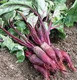 Beets, Cylindra, Heirloom, 100 Seeds, Tender N Sweet, Cylindrical Shape Photo, bestseller 2024-2023 new, best price $2.99 ($0.03 / Count) review