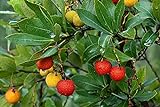 50+ Strawberry Tree Seeds - Arbutus unedo - Non-GMO Seeds, Grown and Shipped from Iowa. Made in USA Photo, bestseller 2024-2023 new, best price $9.98 review